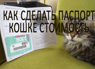 Как сделать паспорт кошке стоимость