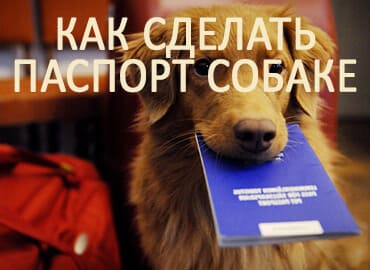 Как сделать паспорт собаке