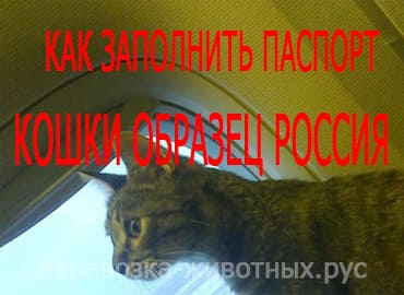 Как заполнить паспорт кошки образец Россия
