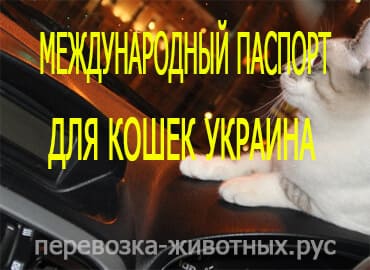 Международный паспорт для кошек Украина