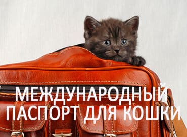 Международный паспорт для кошки