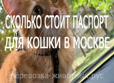 Сколько стоит паспорт для кошки в Москве