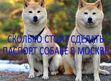 Сколько стоит сделать паспорт собаке в москве