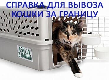 Справка для вывоза кошки за границу