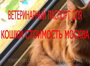 Ветеринарный паспорт для кошки стоимость Москва