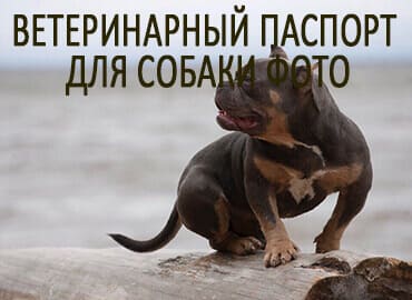 Ветеринарный паспорт для собаки фото