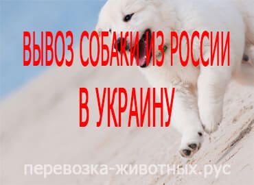 Вывоз собаки из России в Украину