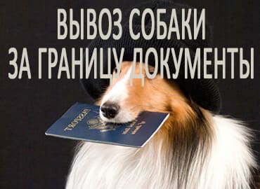 Вывоз собаки за границу документы